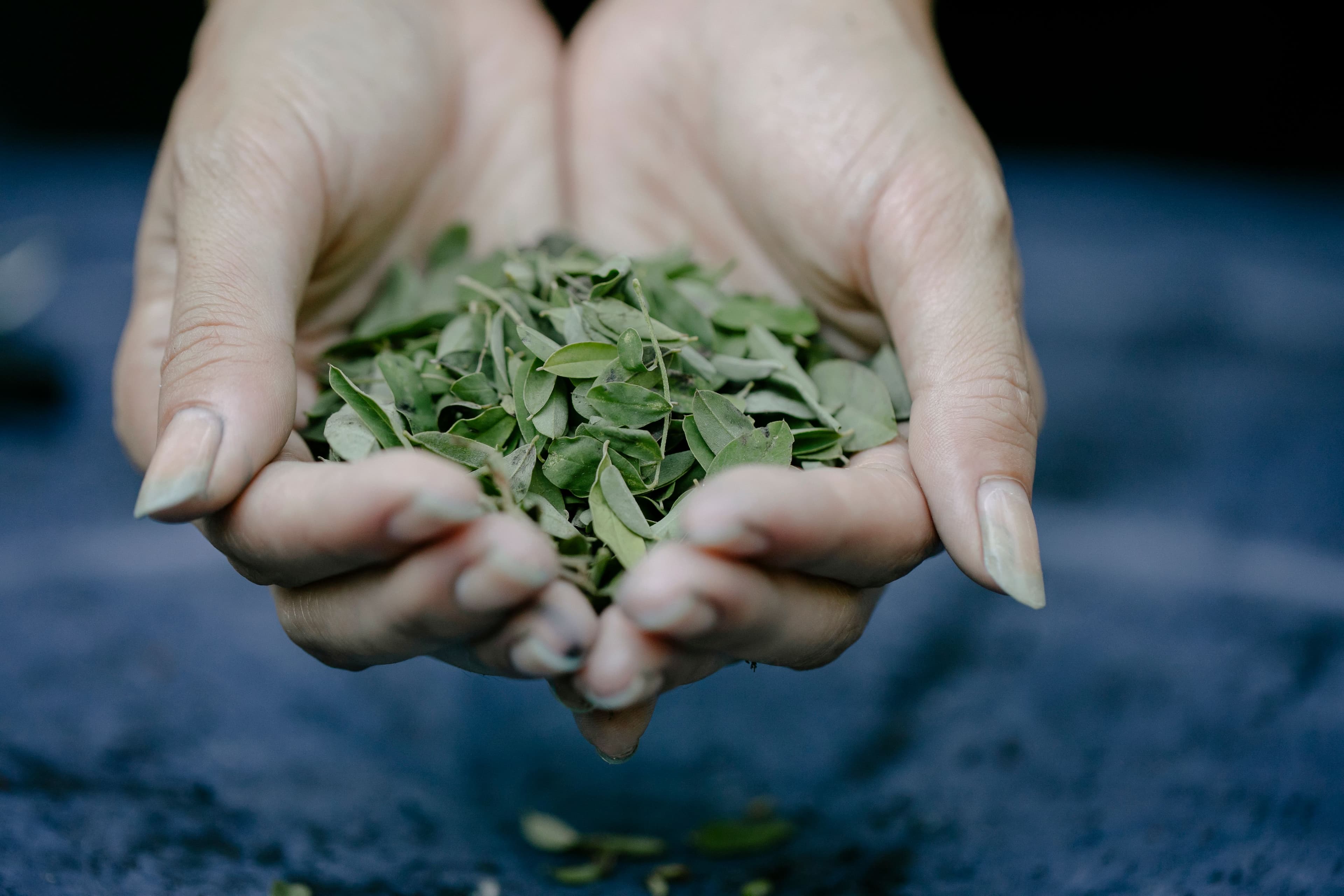Dried herbs and spices selected for Stars of Dan products